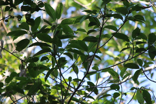 Biak Gerygone (Gerygone hypoxantha)