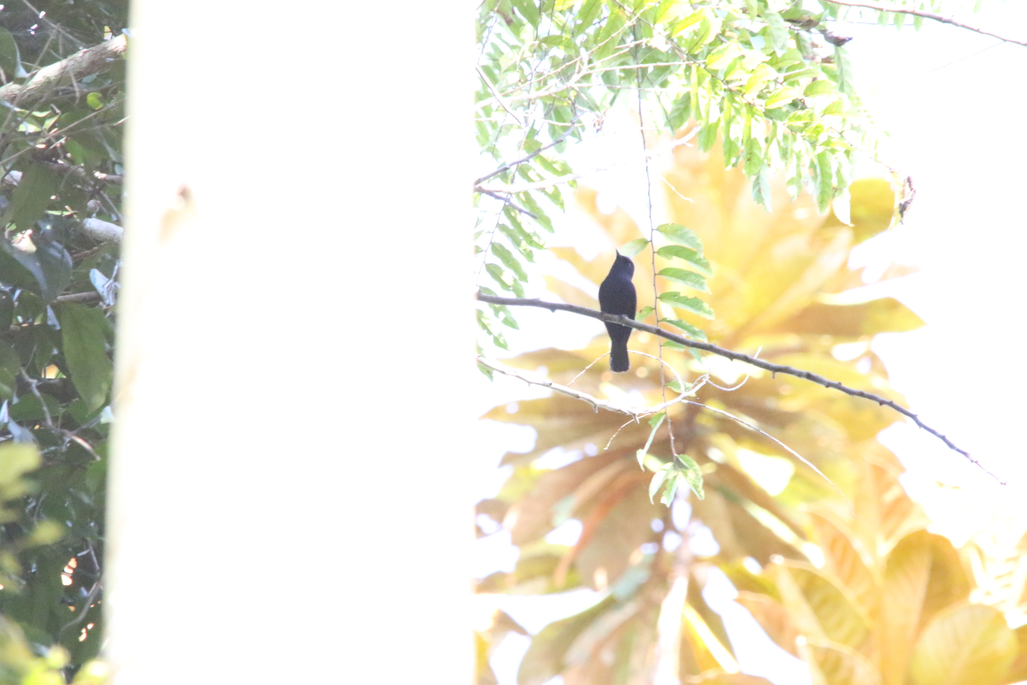 Biak Black Flycatcher (Myiagra atra), photo 8