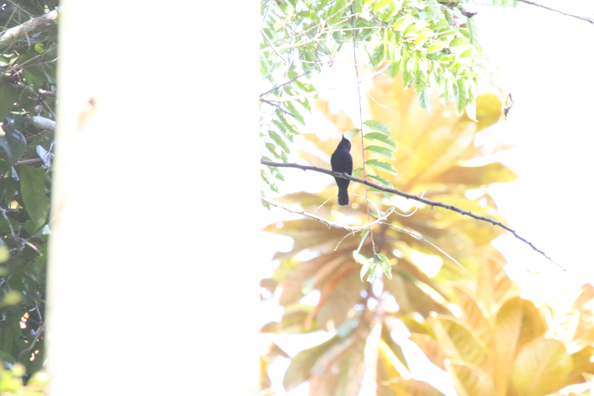 Biak Black Flycatcher (Myiagra atra), photo 9