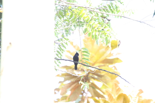 Biak Black Flycatcher (Myiagra atra), photo 10