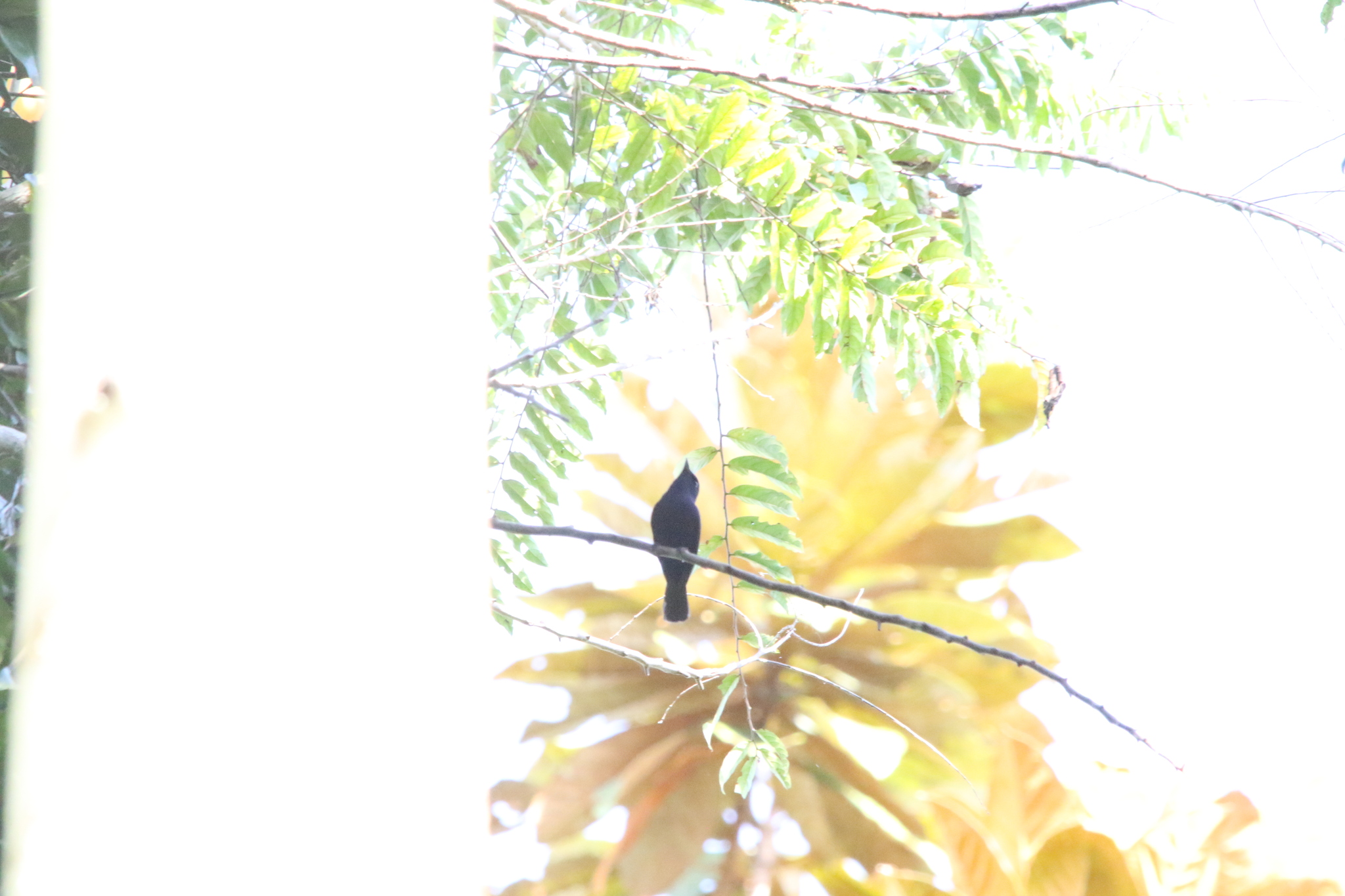 Biak Black Flycatcher (Myiagra atra), photo 10