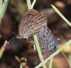 Pseudonympha trimenii trimenii