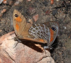 Pseudonympha trimenii trimenii