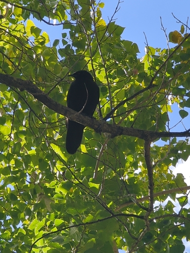 White-winged Chough