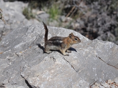 Callospermophilus lateralis certus