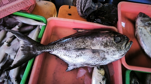 Brilliant pomfret (Eumegistus illustris) — Bramidae — 2