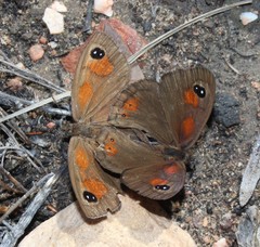 Pseudonympha trimenii trimenii