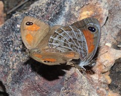 Pseudonympha trimenii trimenii