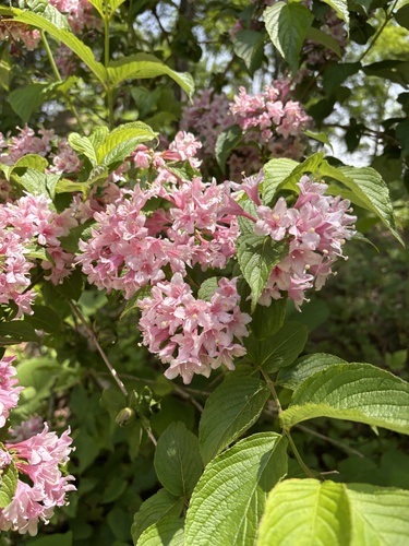 garden weigela