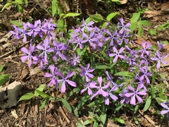 Phlox divaricata