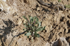 Atriplex verrucifera