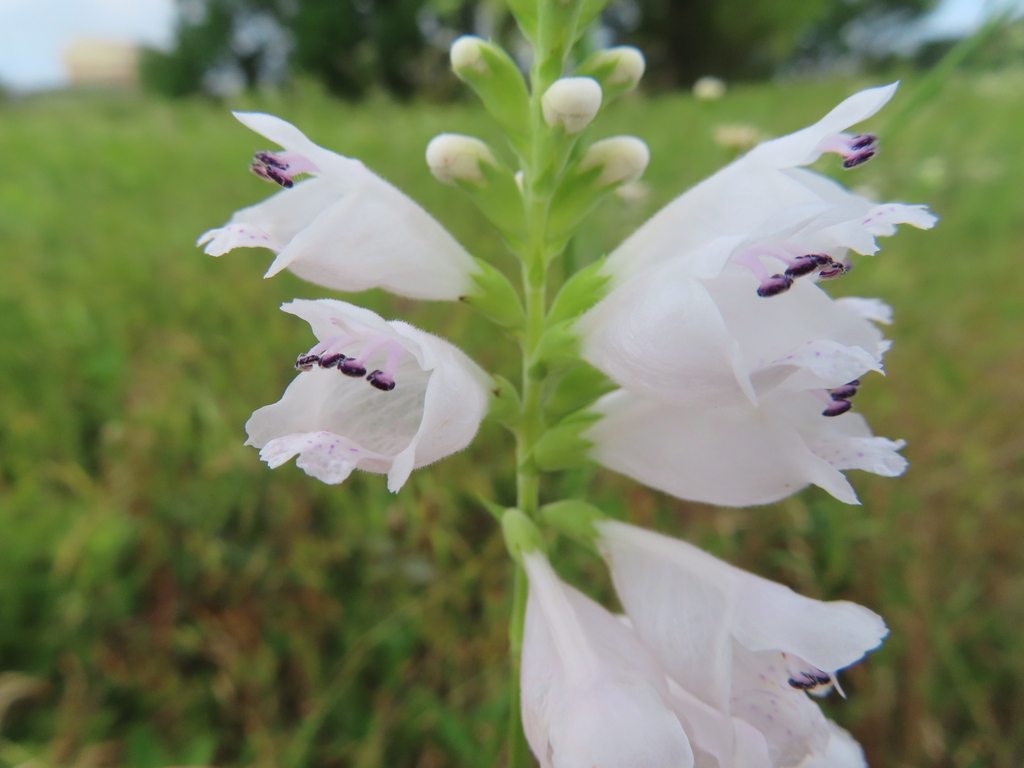 Physostegia angustifolia; photograph (c) Ken Clark, some rights reserved (CC BY)