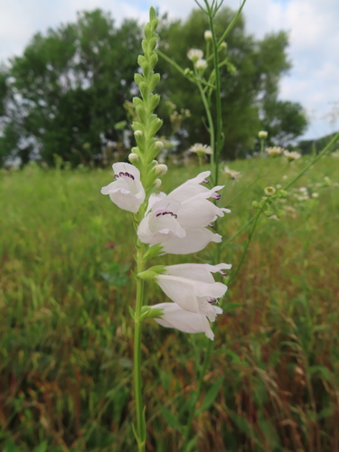 Physostegia angustifolia, photograph 3