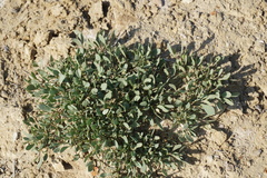 Atriplex verrucifera