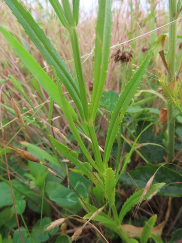 Physostegia angustifolia, photograph 4