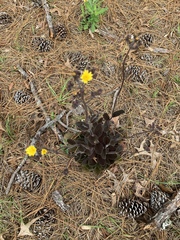 Hieracium lepidulum