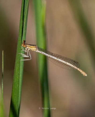 White Featherleg