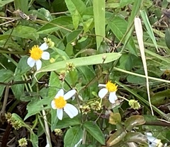 Bidens alba