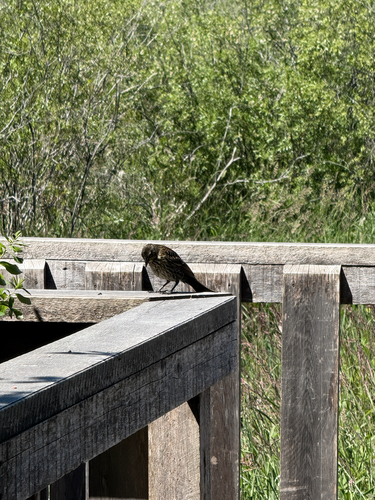 Red-winged Blackbird
