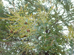 Acacia cultriformis