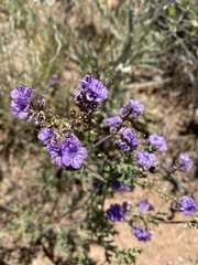 Phacelia popei