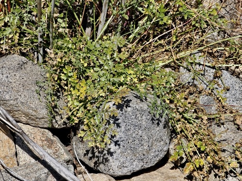 Zeravschania pauciradiata