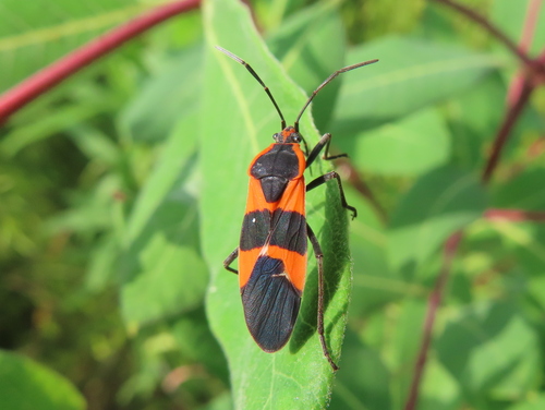Large Milkweed Bug photographed in Arkansas