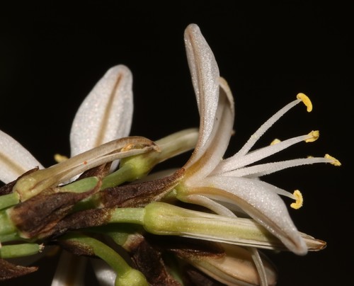 Trachyandra adamsonii