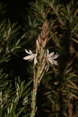 Trachyandra adamsonii