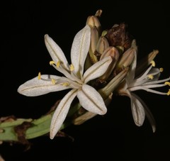 Trachyandra adamsonii