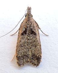 Dichomeris delotella
