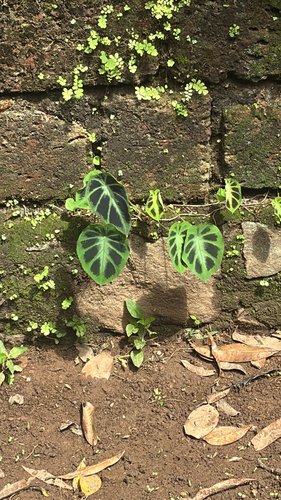Foto de orelha-de-elefante
