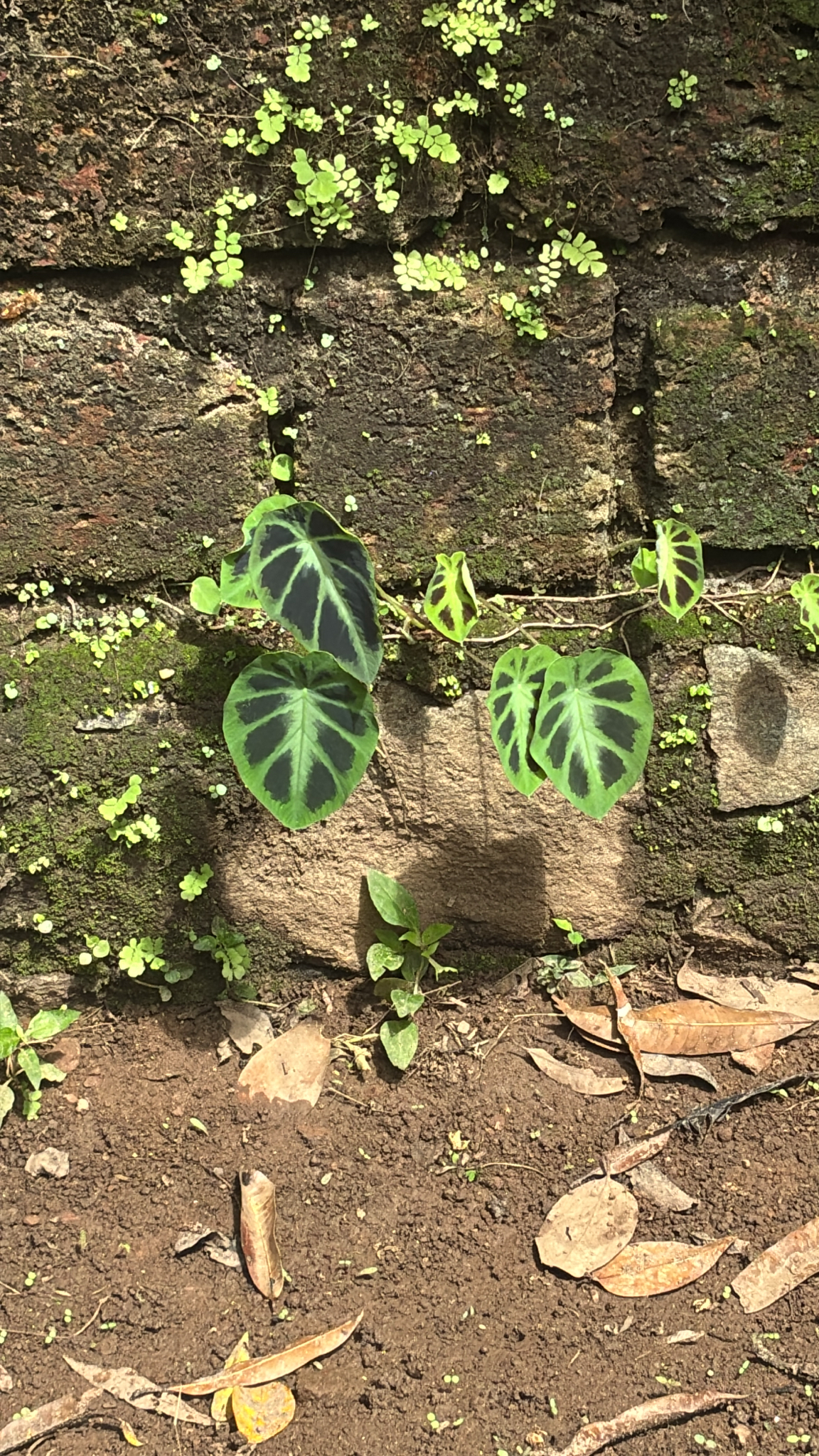 Imagem de orelha-de-elefante