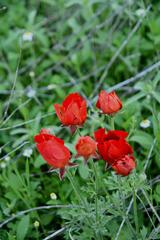 Ranunculus asiaticus