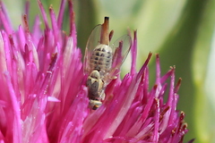 Terellia fuscicornis