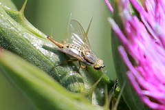 Terellia fuscicornis