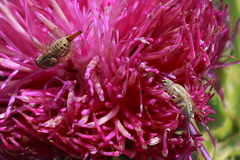 Terellia fuscicornis