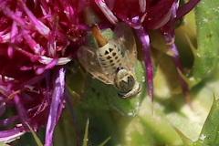 Terellia fuscicornis