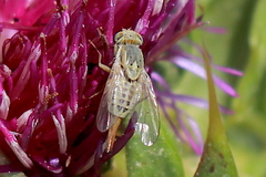 Terellia fuscicornis