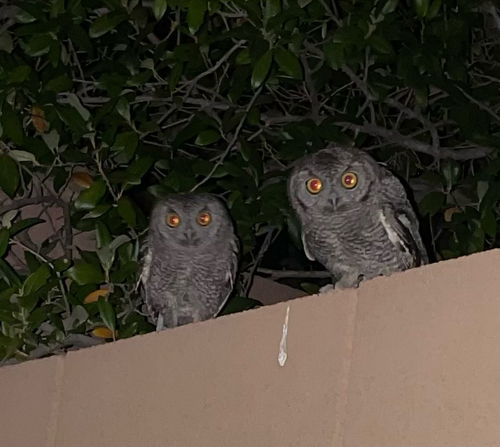 Western Screech-Owl observed by robbievh