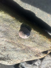 Steromphala umbilicalis