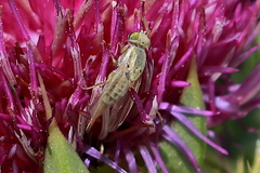 Terellia fuscicornis