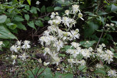 Clematis vitalba