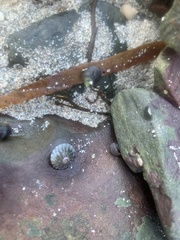 Steromphala umbilicalis