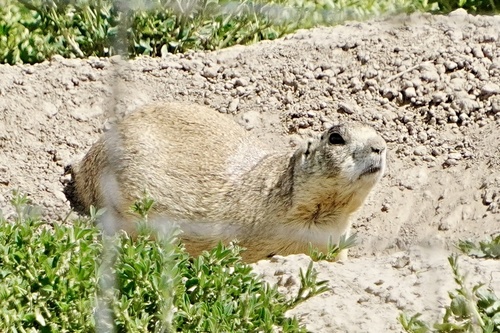 White-tailed Prairie Dog observed by sonshines