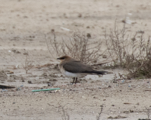 Black-winged Pratincole (Glareola nordmanni), photo 6