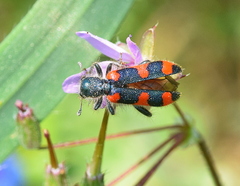 Trichodes punctatus