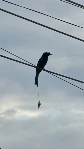 Greater Racket-tailed Drongo