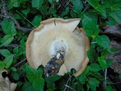 Pleurotus tuber-regium