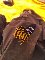 Dysphania subrepleta